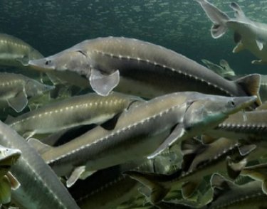 真假中华鲟鱼的怎么鉴别