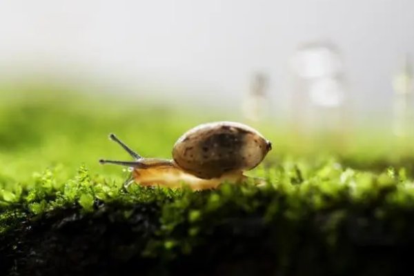 为什么不能把蜗牛放在盐水里？