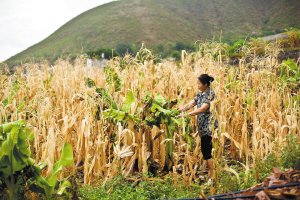 高温干旱天气会成为农作物成长的最大威胁吗?会引发粮价、菜价上涨吗?