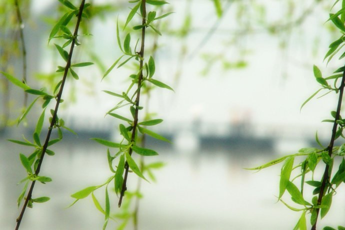 柳树妈妈有办法仿写句子