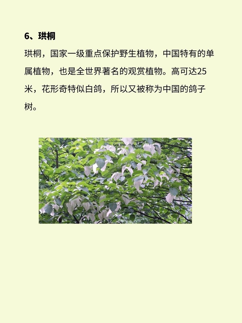 植物界有哪些活化石？