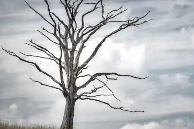 棵的笔顺正确的写法