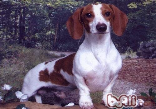 瑞典腊肠犬的基本信息