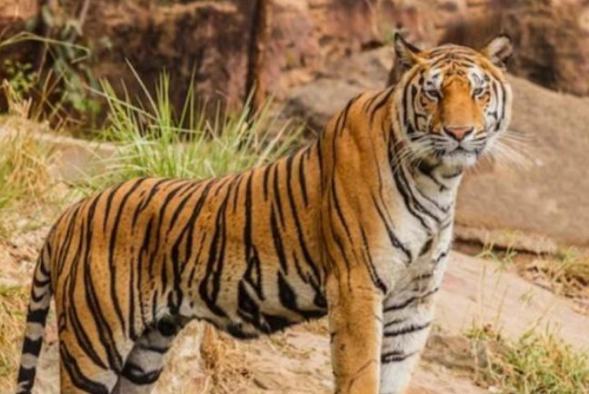 官方回应击毙外逃老虎，为什么这两只老虎不能被放归野外？