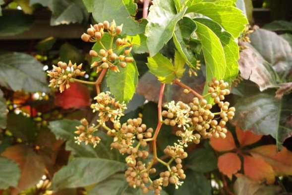 爬山虎的资料。