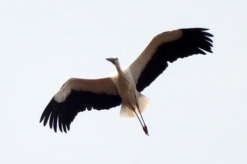 东方白鹳撞树致嘴基部骨折,东方白鹳是一种什么生物?