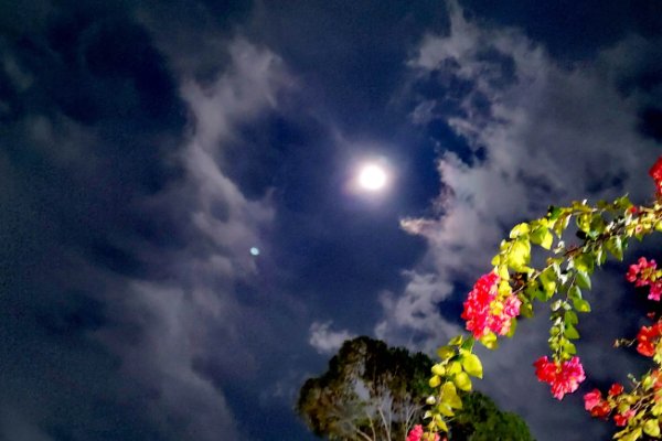 月下花前下一句