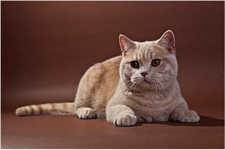 黑龙江一只喵星人满脸好奇，站立家中看窗外烟花！喵咪也会被烟花吸引吗？