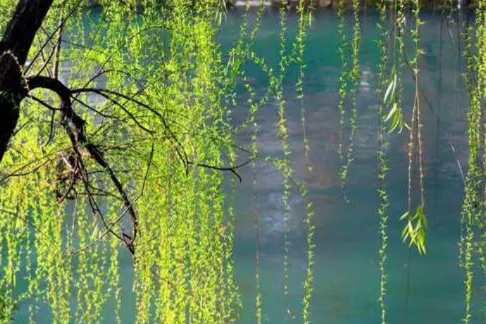 柳树妈妈有办法仿写句子