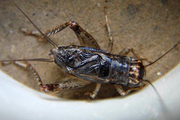 蟋蟀品种有哪些