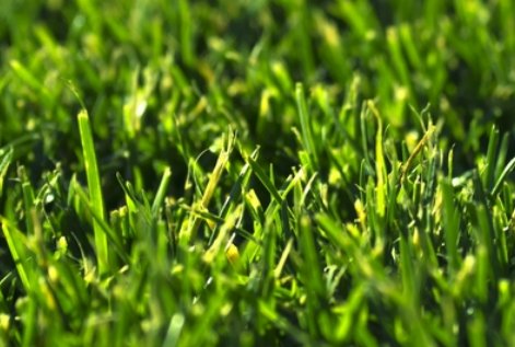 描写绿的现代诗越短越好