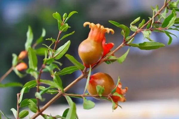 结的拼音和读音是什么？