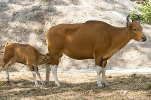 小牛吃奶时为什么要不时的拿头撞母牛的奶？