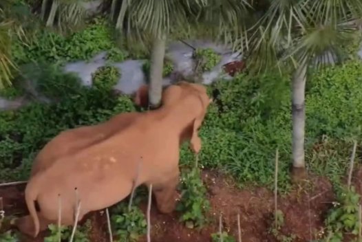 无人机拍下离群小象花式练功是什么情况？