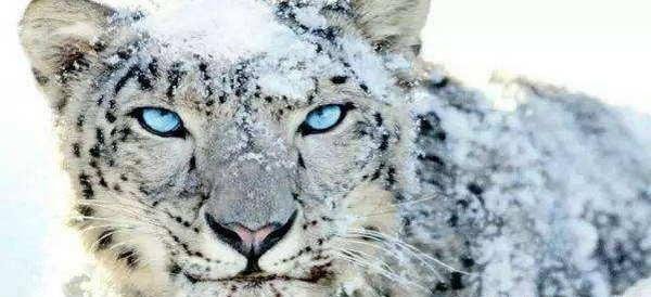 “君子豹变”是什么意思？有什么典故呢？