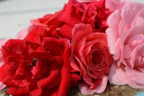 玫瑰最早是花名还是宝石