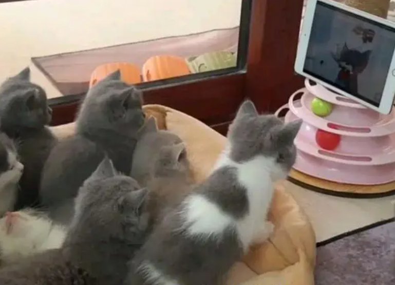 金华七只小猫全神贯注看猫和老鼠，画面有多治愈？