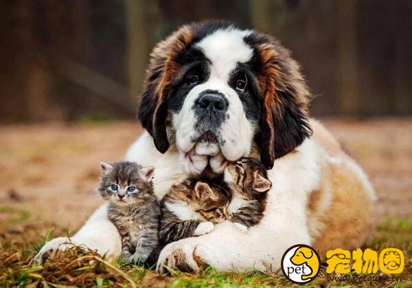 瑞士的国宝圣伯纳犬，拥有传奇故事还曾救过人命