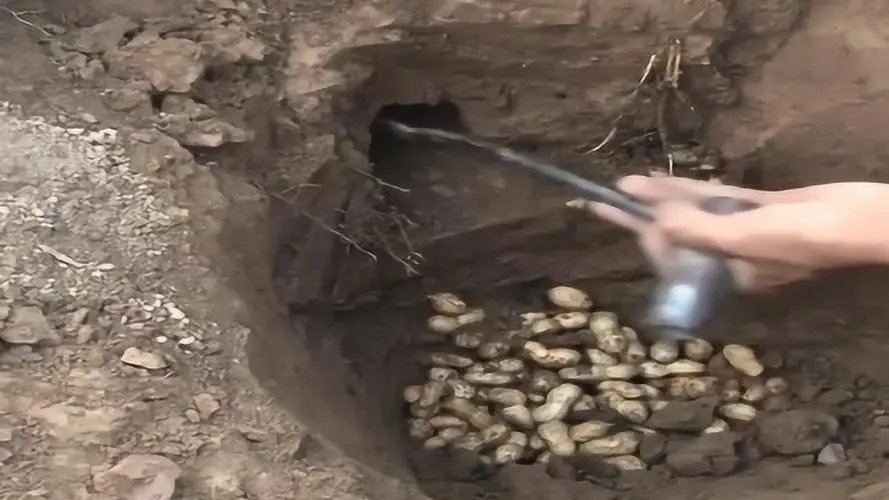 河南一女子和家人发现老鼠窝拿铁锹挖开20斤花生,原因是什么?