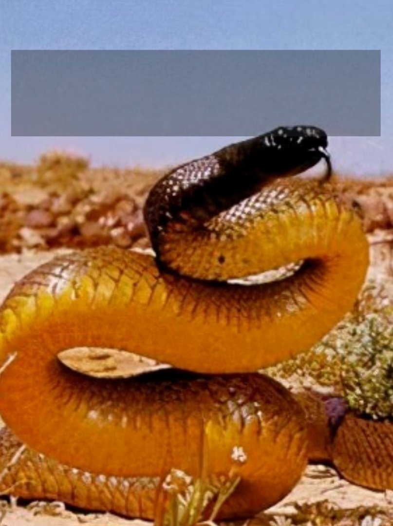 世界十大毒王，排名第一毋庸置疑