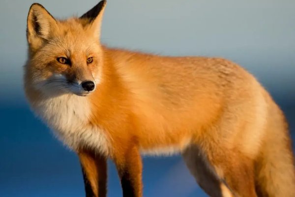 欺世惑俗形容什么动物