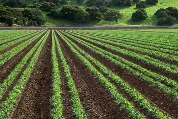 艾青的诗歌《绿》的原文是什么?