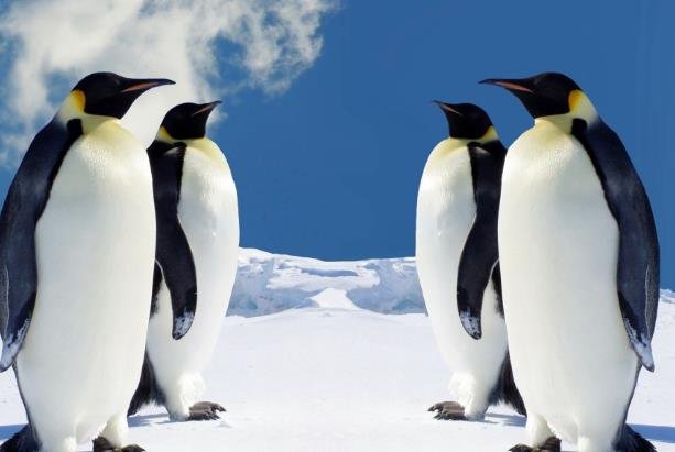 堪称企鹅家族中的“姚明”，帝企鹅的“身高”究竟有多高？