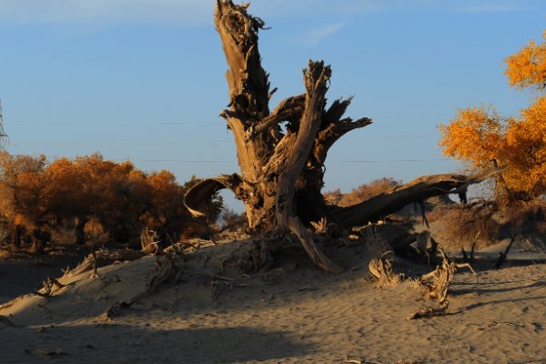 粗犷的意思和读音