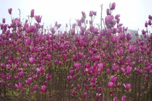 紫玉兰花的特点