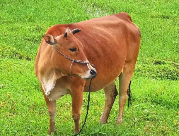 一衣带水打一什么动物