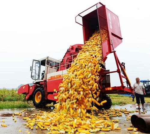 陕西咸阳市委书记到田间抢收玉米，为何不使用农业机械化收割？