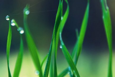 描写绿的现代诗越短越好