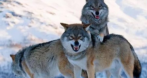 惊险！甘肃国道司机遇狼群运送食物，狼群会主动攻击人类吗？