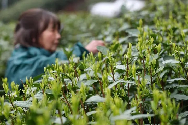 西湖龙井茶树，大面积被“晒干”为何会出现这种情况？