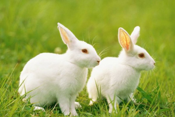 吃卯粮什么意思？