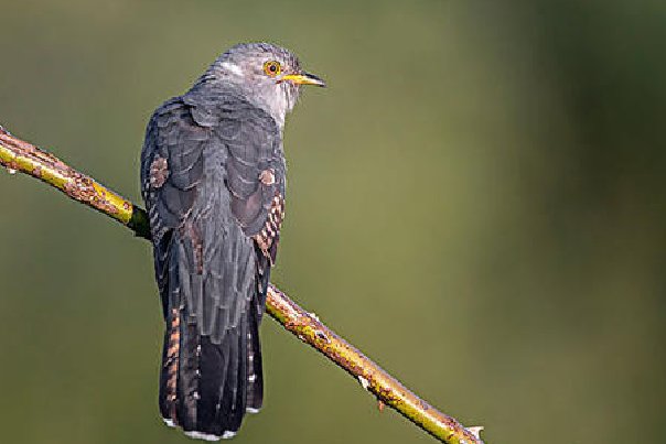 布谷鸟长什么样子