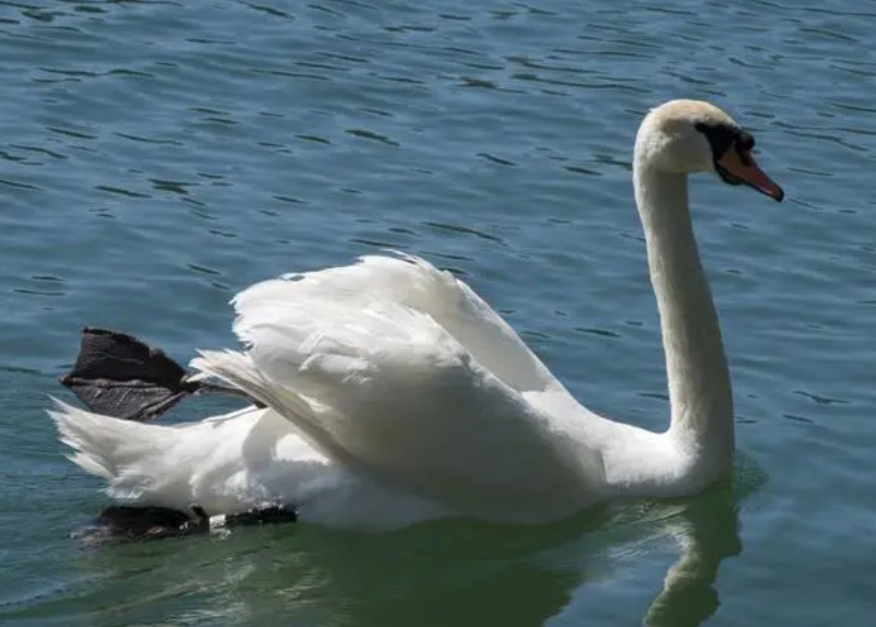 纯的笔画顺序怎么写