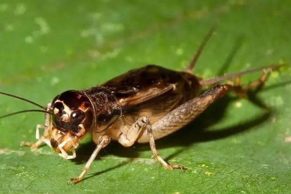 蟋蟀品种有哪些