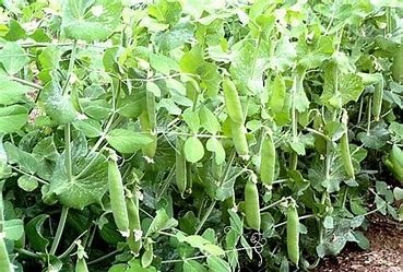 豌的偏旁和组词