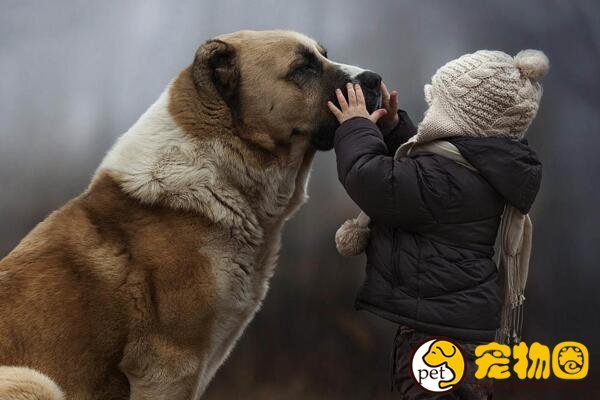 瑞士的国宝圣伯纳犬，拥有传奇故事还曾救过人命