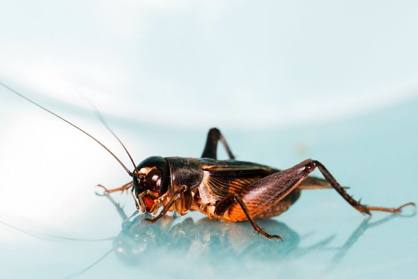 蟋蟀品种有哪些