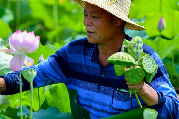 莲叶何田田的意思