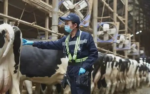 因缺少货车司机取货，英国奶农或将被迫倒掉牛奶，这一现象该如何解决？