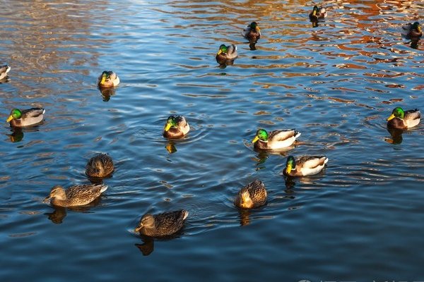 鸭子游泳扩句