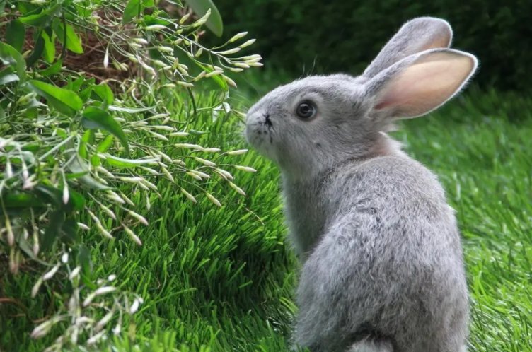 兔年吉祥话祝福语八字