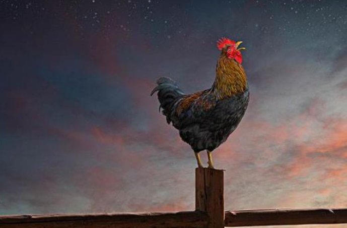 争斤论两是什么生肖