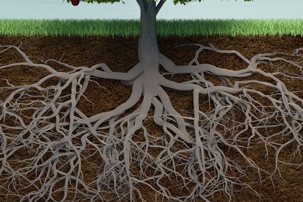 roots的中文翻译