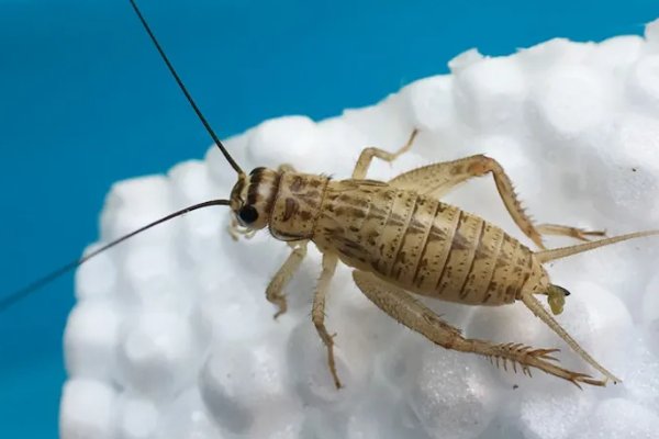 蟋蟀品种有哪些