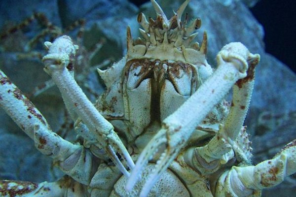 世界上最大的螃蟹叫什么名字