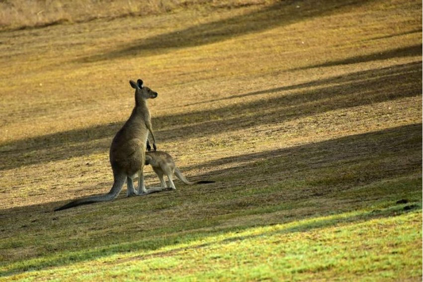 kangaroo是什么意思